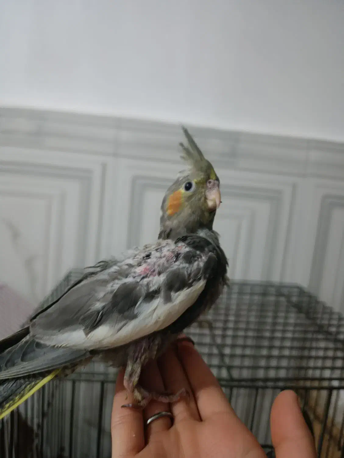 عروس پاریس یاهمون عروس هلندی|پرنده|کارون, |دیوار