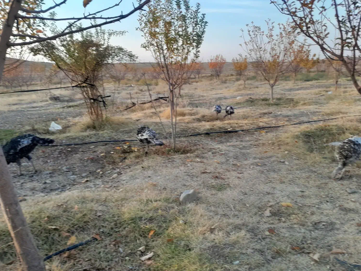 ۷ عدد بوقلمون|حیوانات مزرعه|زنجان, |دیوار