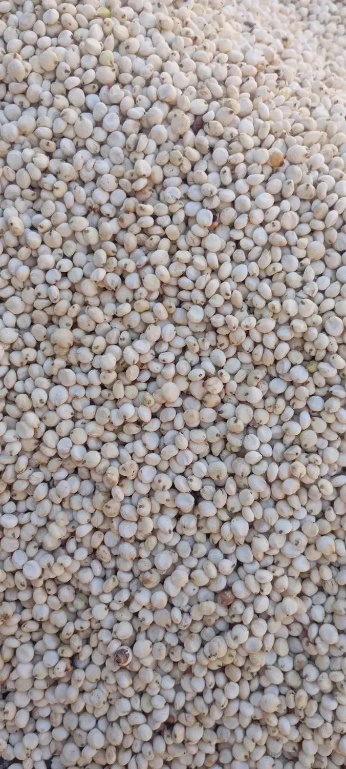 فروش دان ذرت سفید(شلو)|خوردنی و آشامیدنی|سراوان, |دیوار