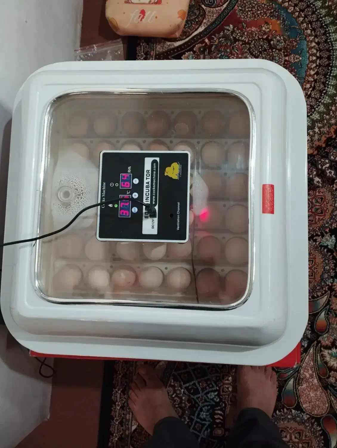 تخم مرغ نطفه دار|پرنده|کوهسار (البرز), |دیوار