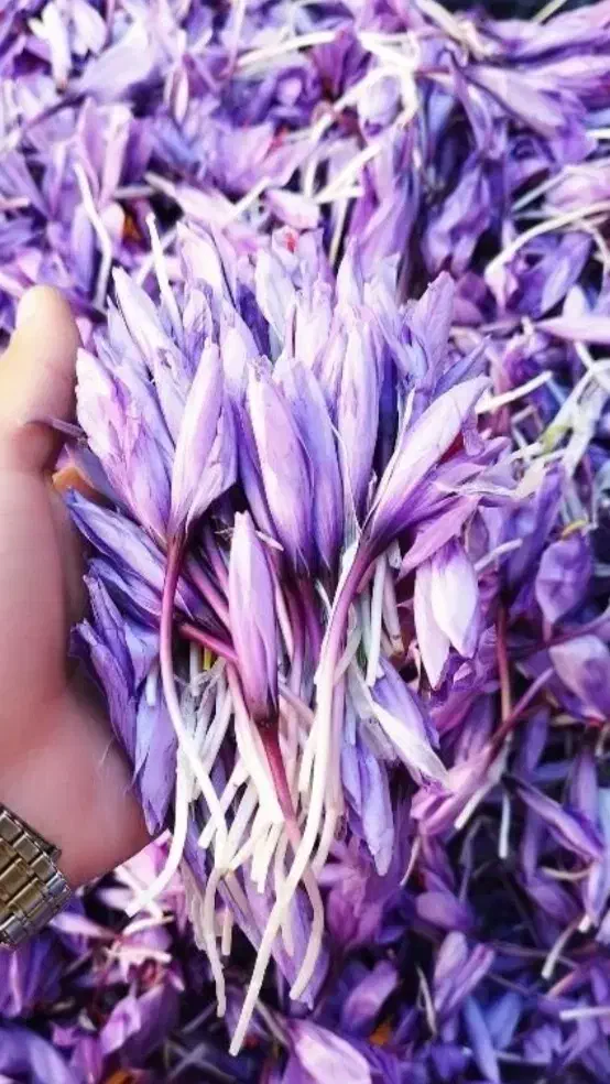 گل زعفران قاینات|حراج|گنبد کاووس, |دیوار