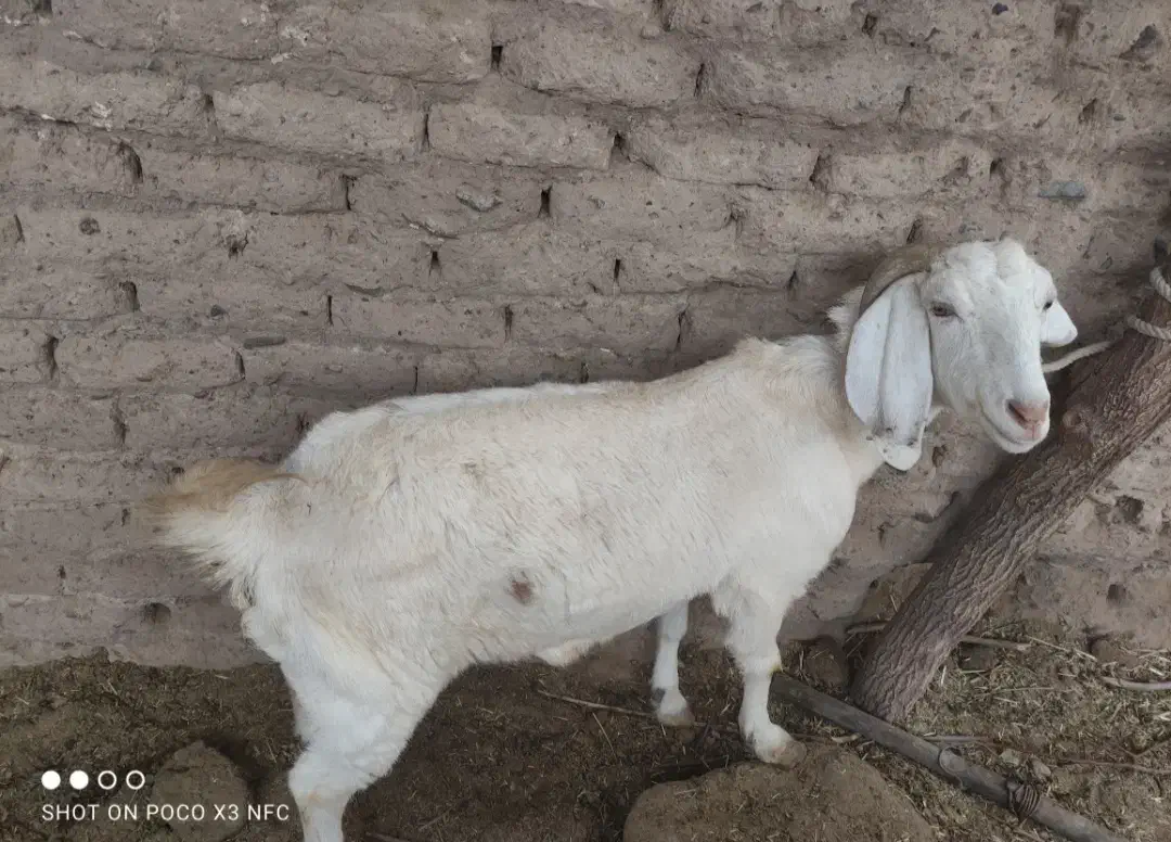 گوسفند بز|حیوانات مزرعه|بردسیر, |دیوار