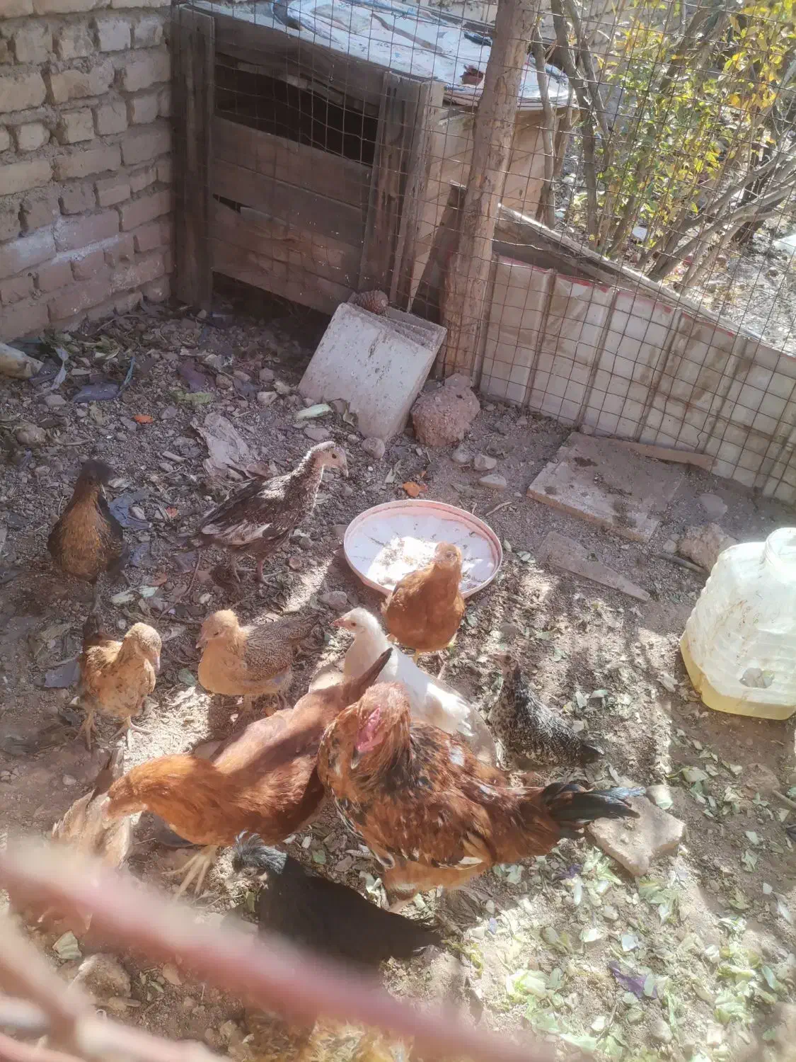 10 عدد جوجه مرغ|حیوانات مزرعه|پاکدشت, پارچین|دیوار