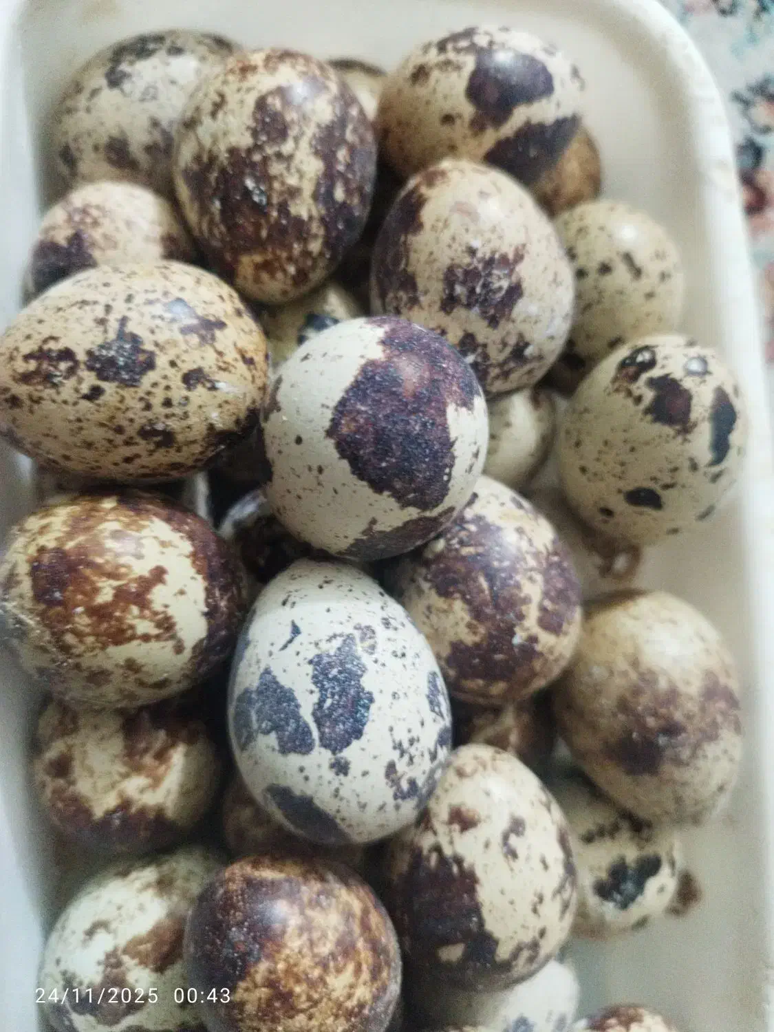 تخم نطفه دار بلدرچین|حیوانات مزرعه|قم, دروازه کاشان|دیوار