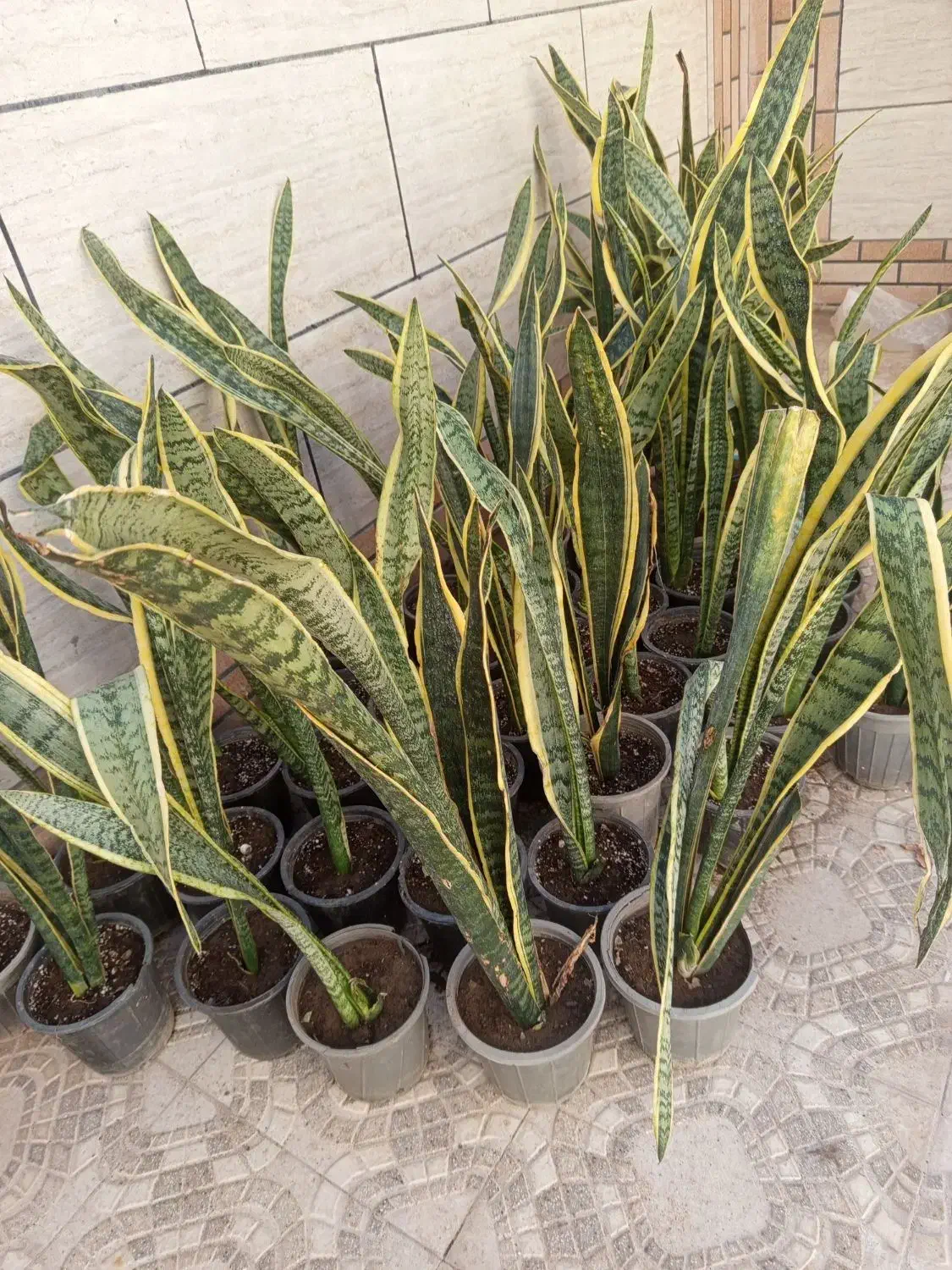 گل سانسوریا ابلق|گل و گیاه طبیعی|بیرجند, |دیوار