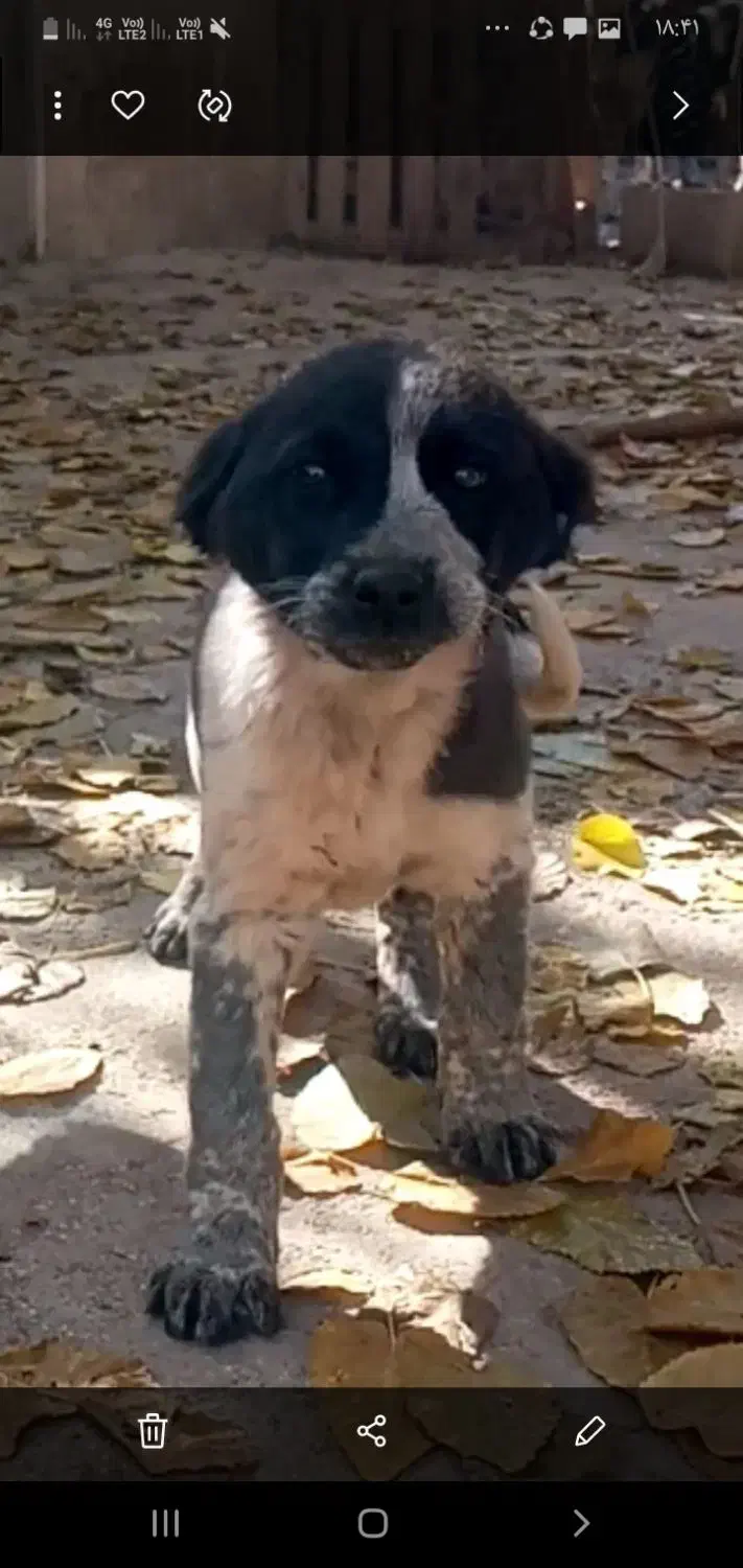 توله قدرجونی|سگ|مرودشت, تخت جمشید|دیوار