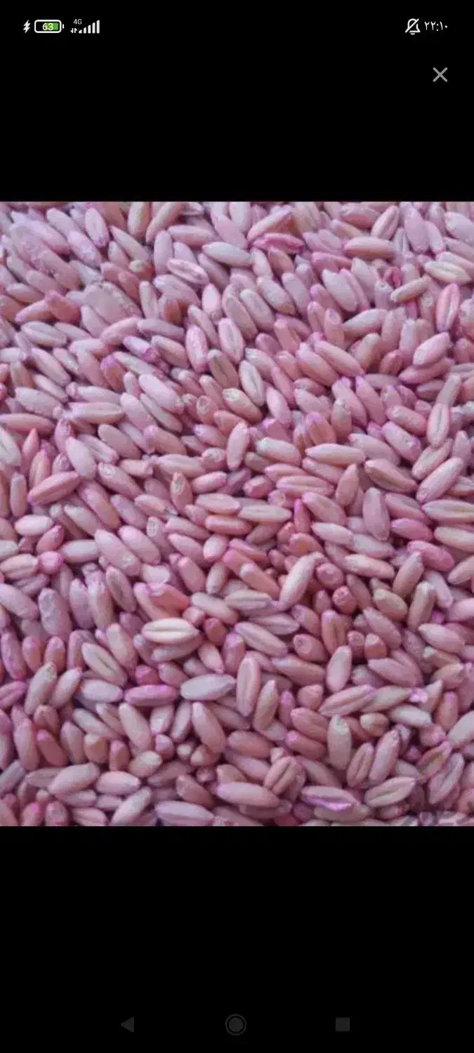 گندم|خدمات باغبانی و درختکاری|کوهدشت, |دیوار