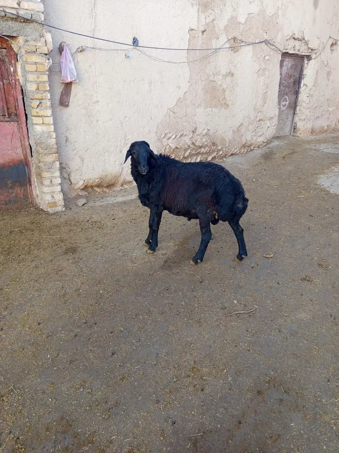 قوچ قزل افشار|حیوانات مزرعه|سجاس رود, |دیوار