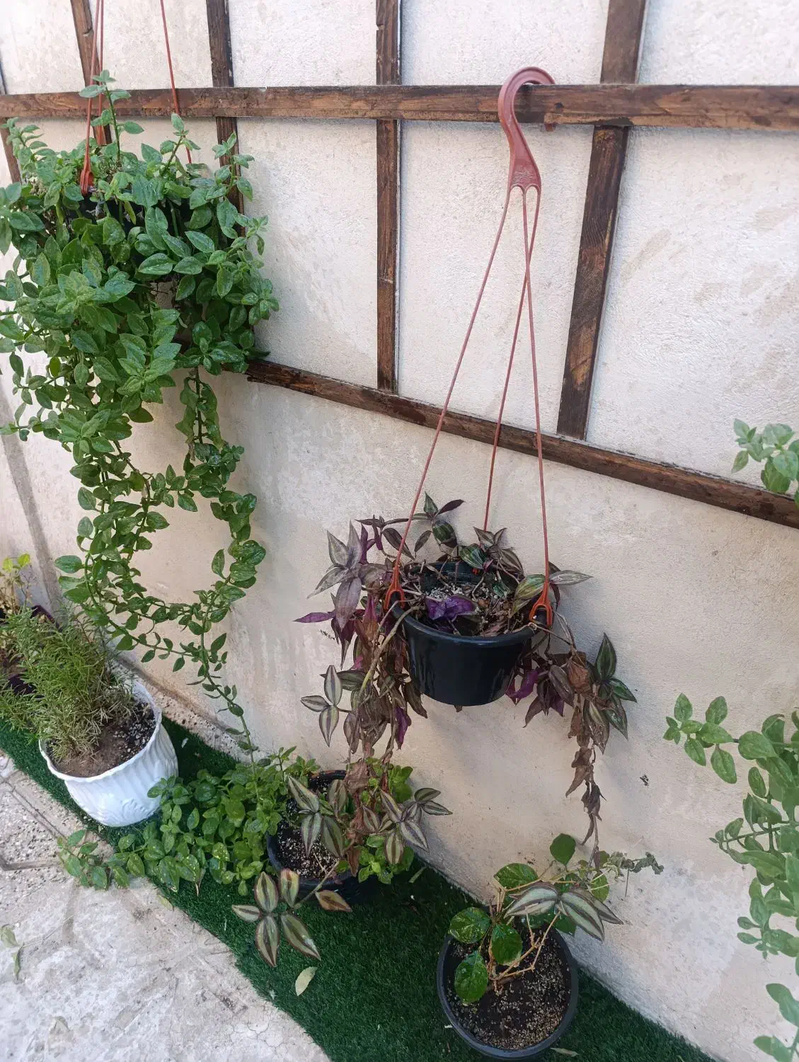 گل یخ|گل و گیاه طبیعی|مشهد, رستگار|دیوار