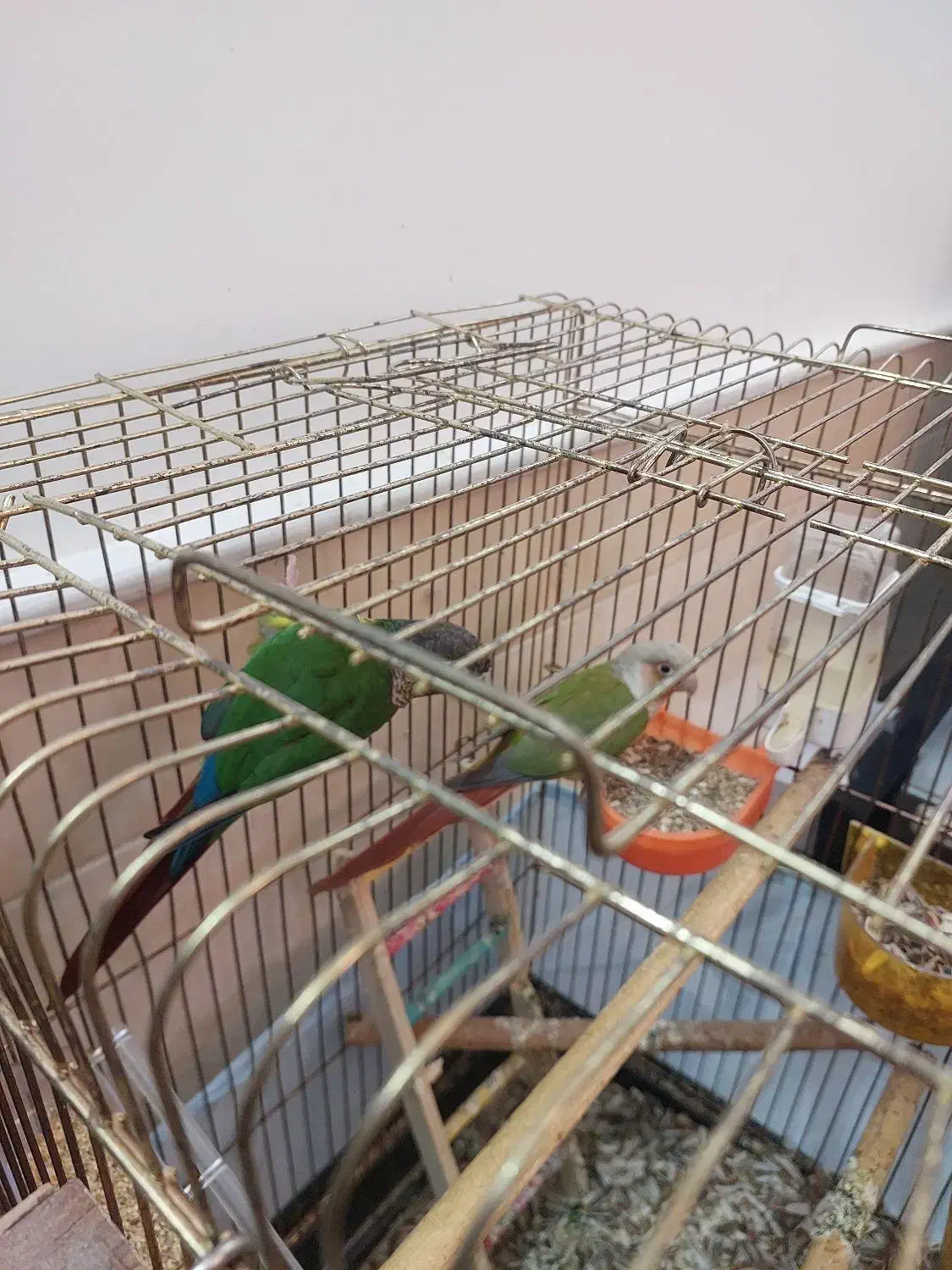 گیرینچیک نروماده مولد|پرنده|قم, باغ کرباسی|دیوار