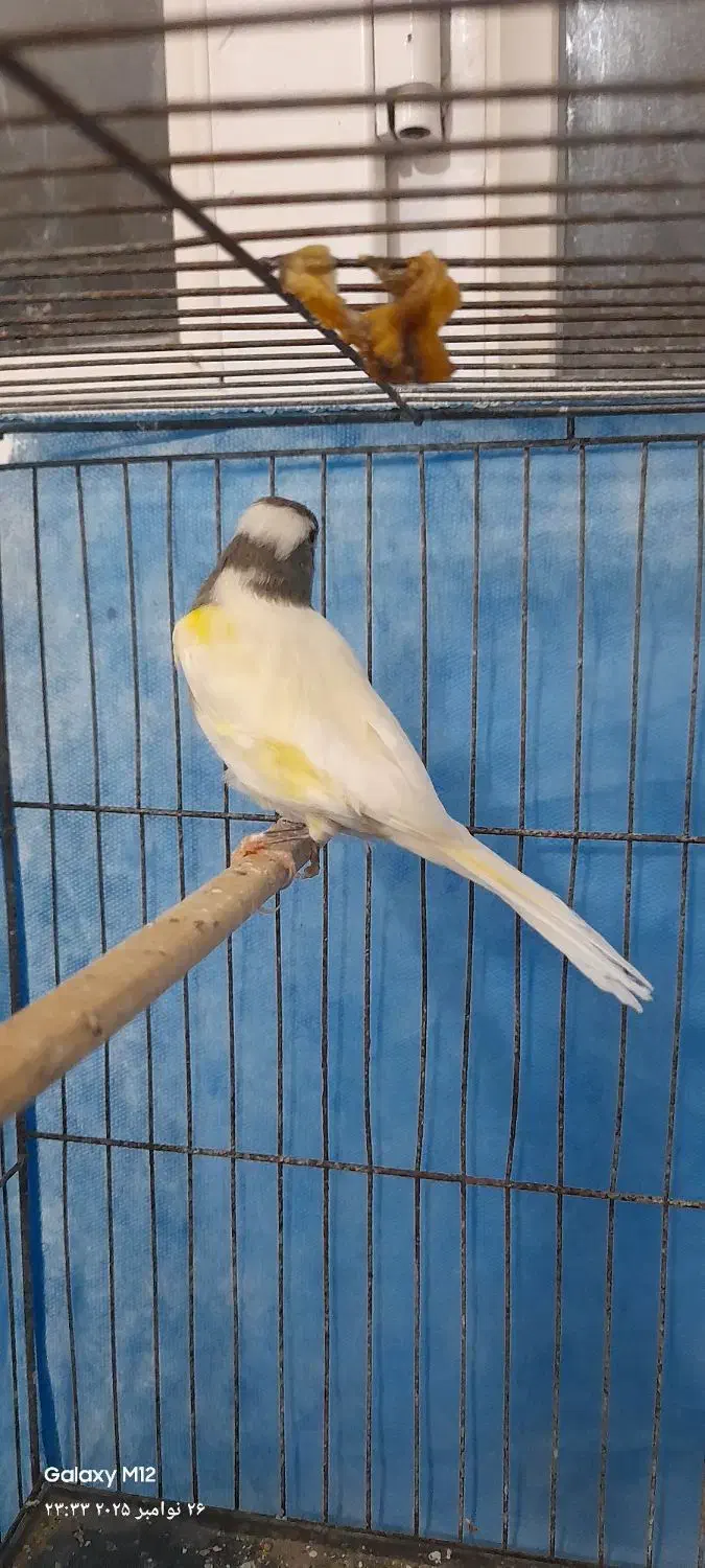 قناری نر بخون|پرنده|بندرعباس, |دیوار