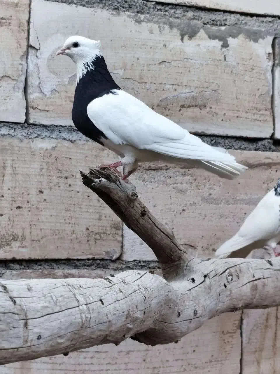 کبوتر طوقی|پرنده|اردکان, |دیوار