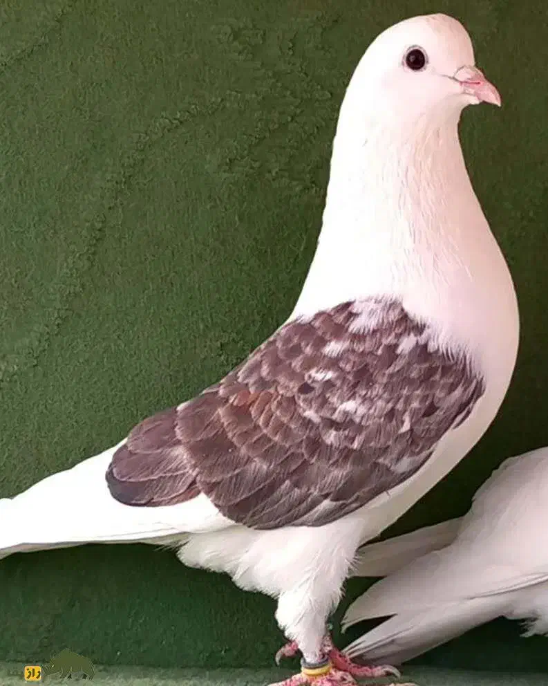 ۸ عد کبوتر ۲میلیون|پرنده|دهگلان, |دیوار