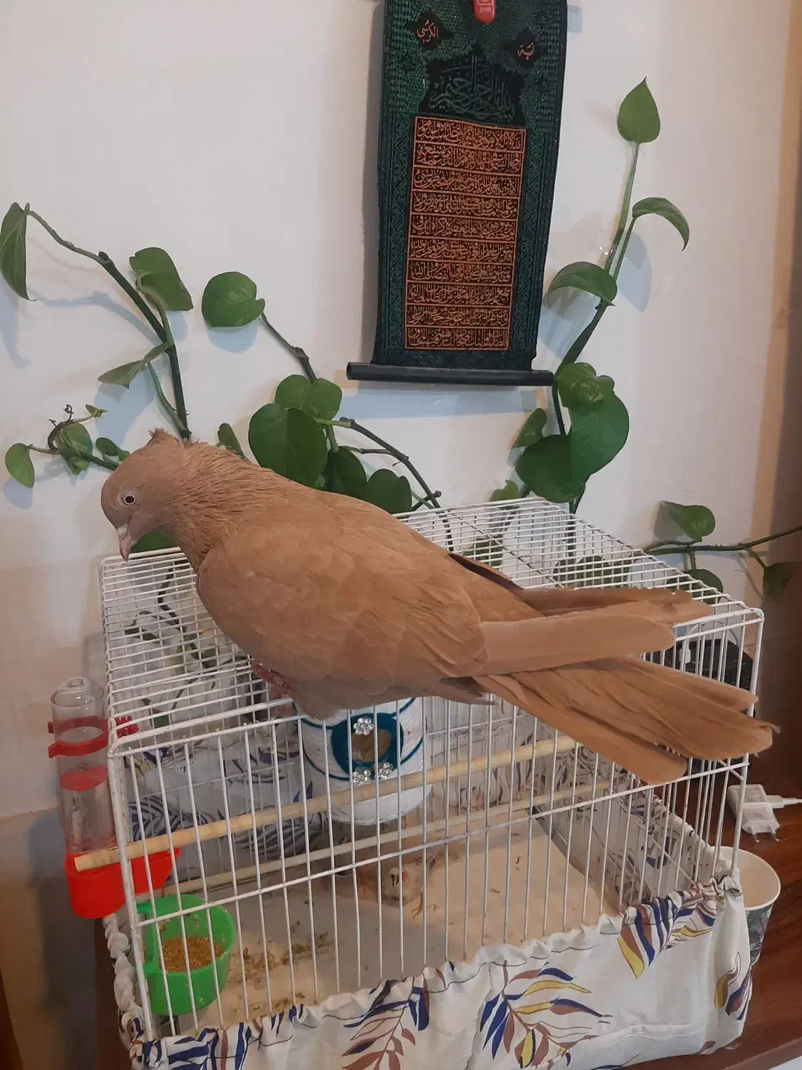 ماده زرد عطیقه|پرنده|کاشان, لتحر|دیوار