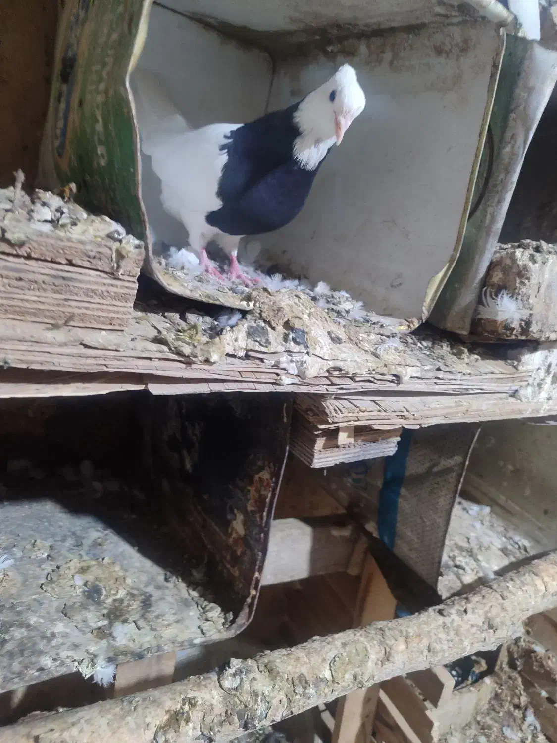 کبوتر طوقی و زاغ|پرنده|یاسوج, |دیوار