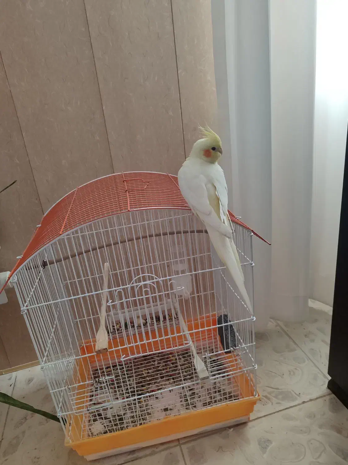 عروس هلندی۷ماهه|پرنده|هشتگرد, تهران دشت|دیوار