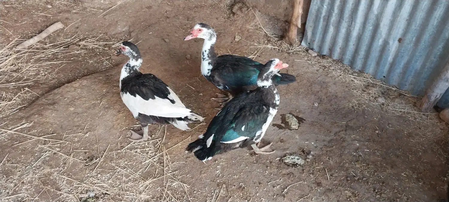 اردک‌نر‌‌وماده‌‌‌محلی‌وروسی‌موجوده|حیوانات مزرعه|گوآور, |دیوار