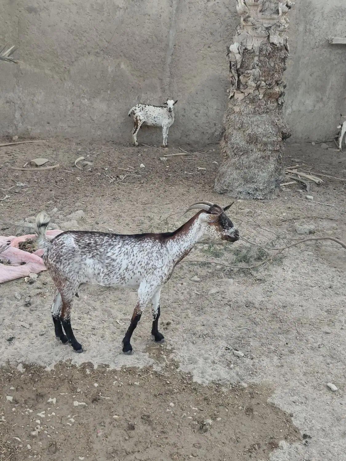 چند بز داشتی|حیوانات مزرعه|خمیر, |دیوار