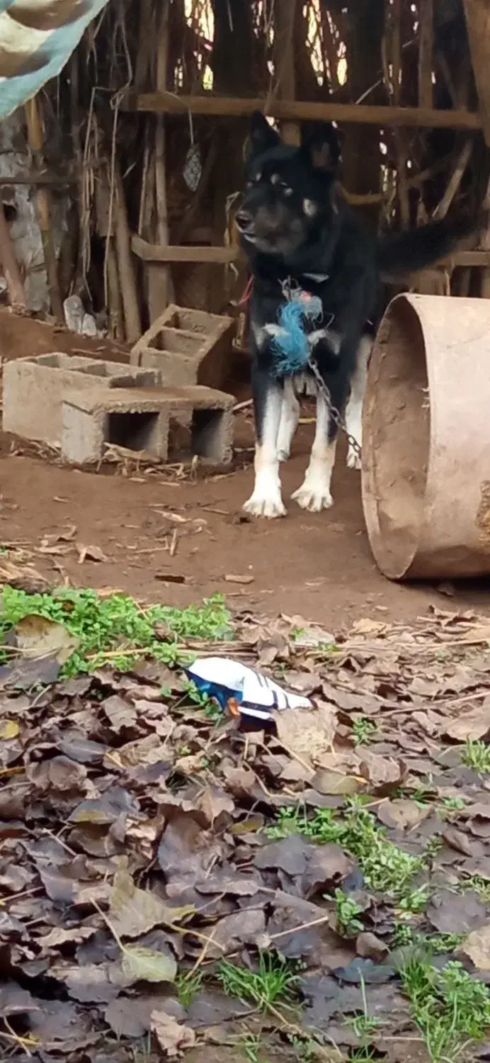 سگ هاسگی ژرمن دورگه نگهبان واقعی گیرنده|سگ|خشکبیجار, |دیوار