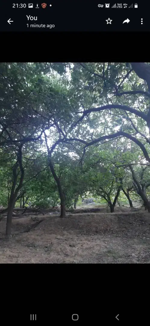 زمین باغی معاوضه ای|فروش زمین و ملک کلنگی|دهبکری, |دیوار