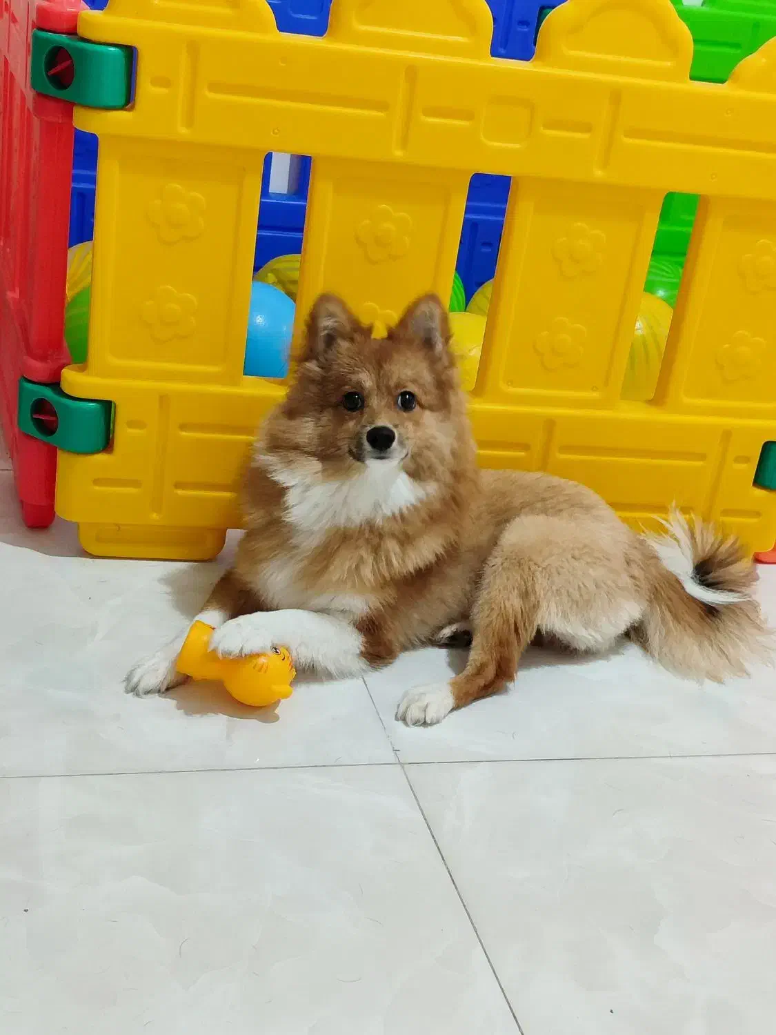 پانسیون نگهداری و آموزشی سگ|خدمات پیشه و مهارت|فردیس, شهرک ناز|دیوار