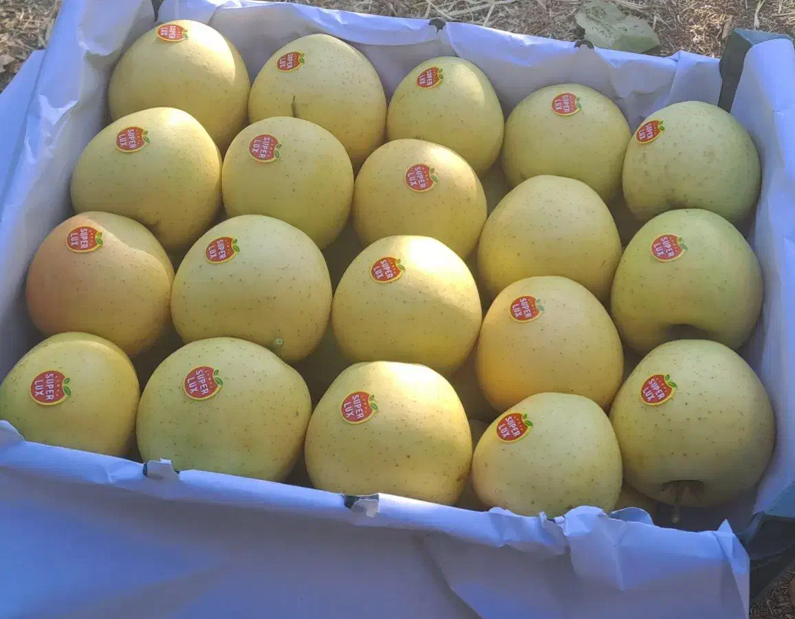 سیب کوهستانی|خوردنی و آشامیدنی|مهاباد (آذربایجان غربی), |دیوار