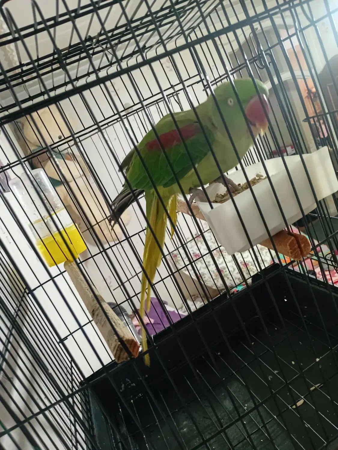 شاه طوطی اهلی|پرنده|خوی, |دیوار