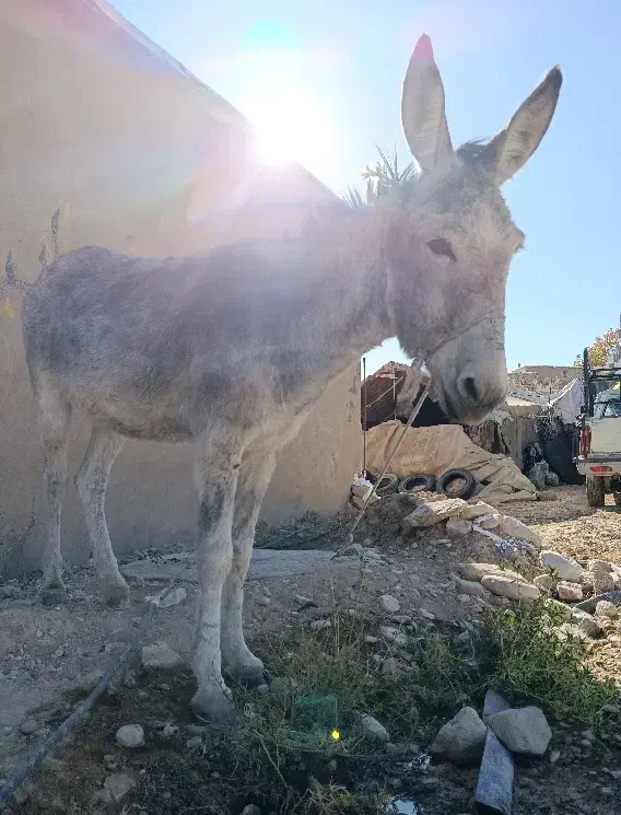 الاغ چهار ساله سواری|حیوانات مزرعه|ارژن, |دیوار