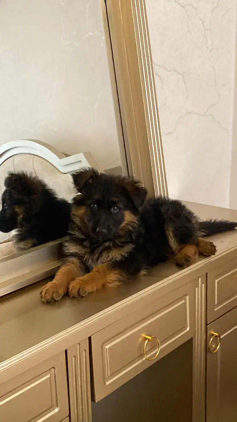 ژرمن شپرد شولاین اصل|سگ|اردبیل, |دیوار