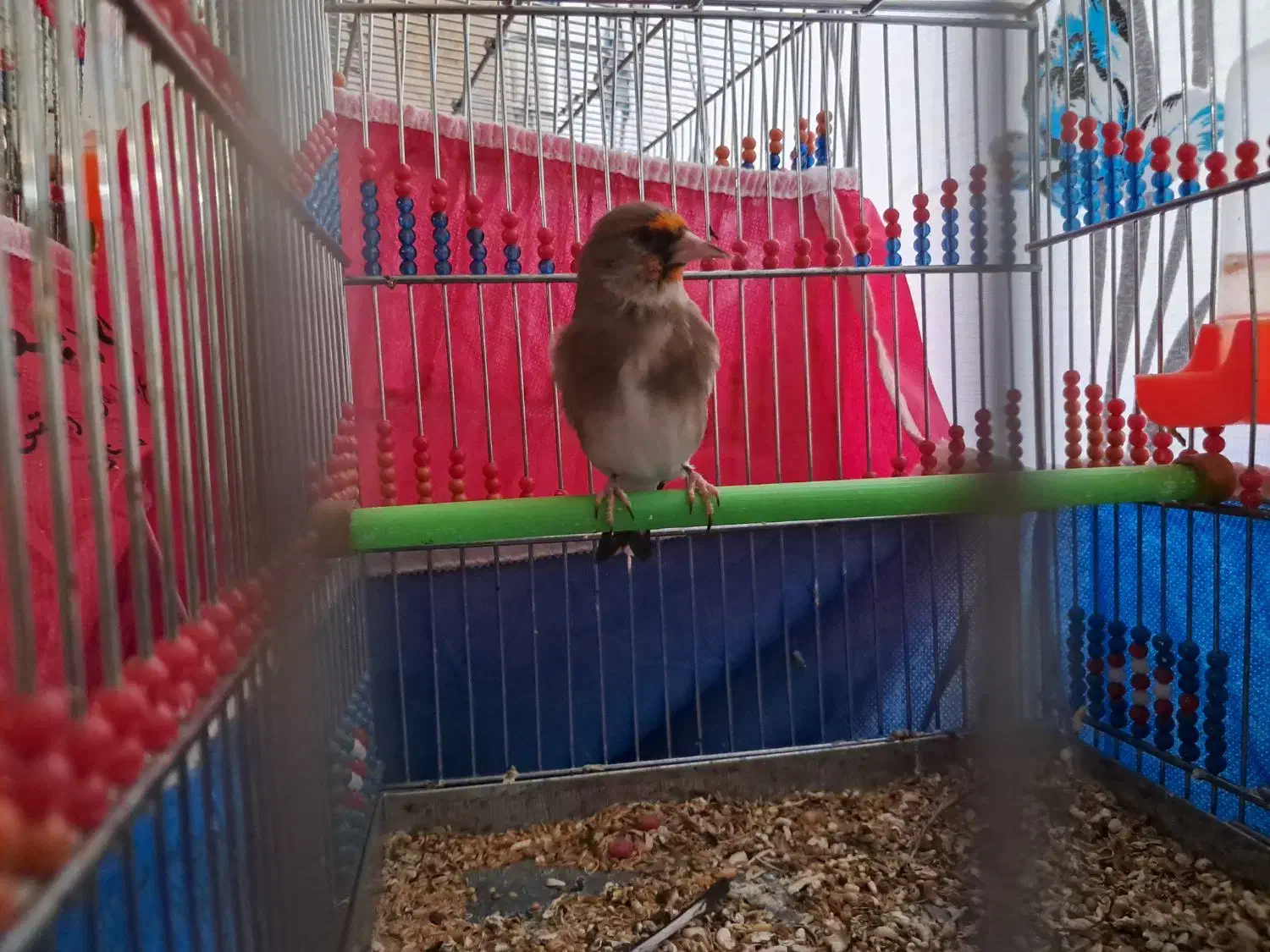 چند سهره کرمانی و سنندج|پرنده|خمینیشهر, |دیوار