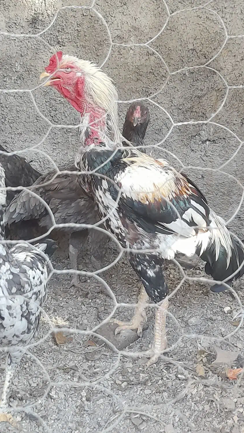 تخم لاری اصل نطفه دار|حیوانات مزرعه|دلند, |دیوار