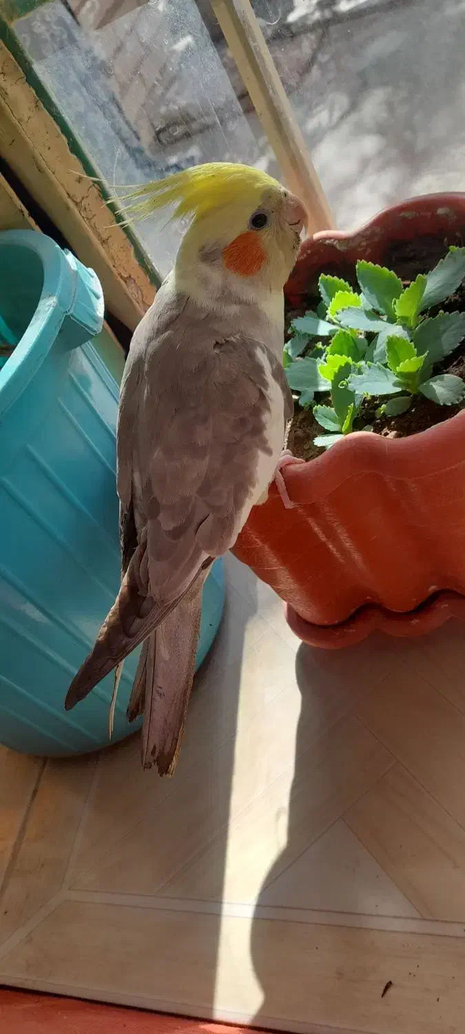 عروس هلندی|پرنده|شیروان (خراسان), |دیوار