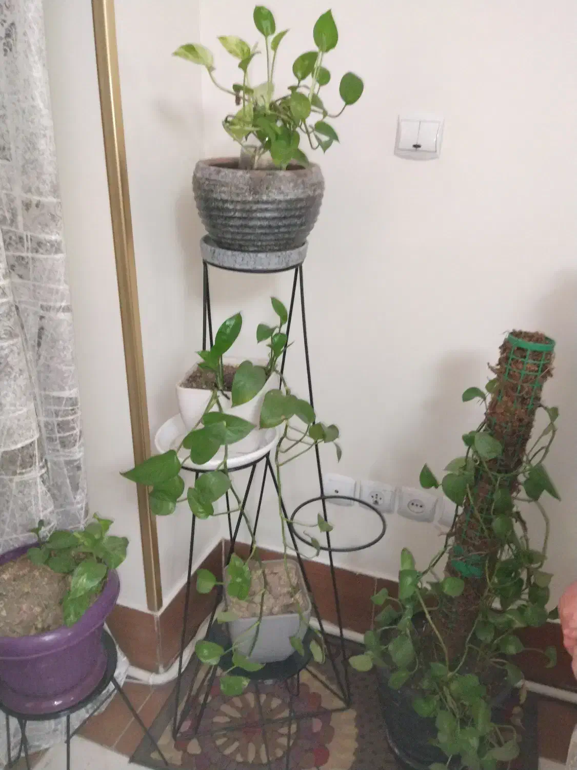 تزئینی|گل و گیاه طبیعی|اسلام‌شهر, شهرک سعیدیه|دیوار