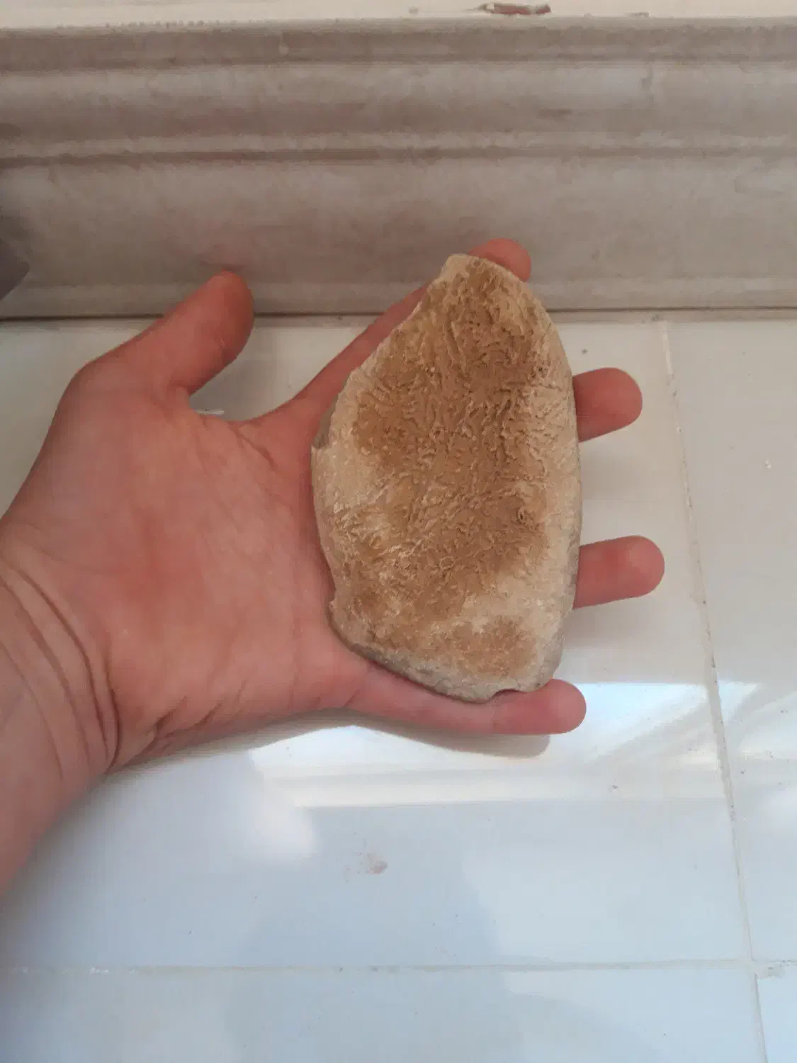 سنک فسیل گیاه|کلکسیون و سرگرمی|فیروزکوه, |دیوار