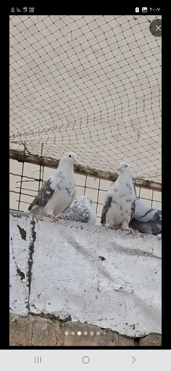 کبوتر بارجدید رسید|پرنده|کوهدشت, |دیوار