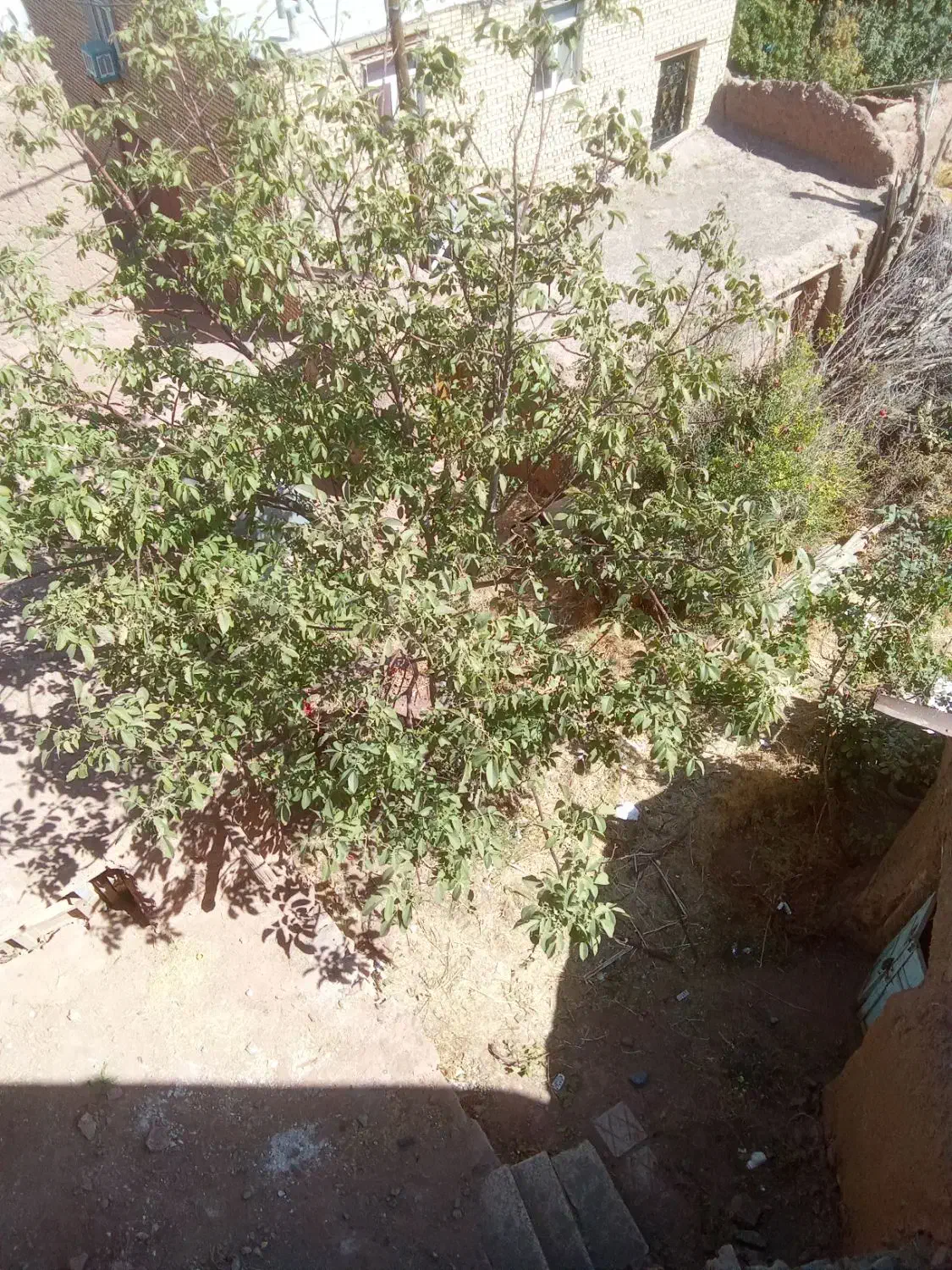 خریدار چوب درخت گردو تیر سقف خانه   چنار صنوبر|خدمات باغبانی و درختکاری|ساوه, |دیوار
