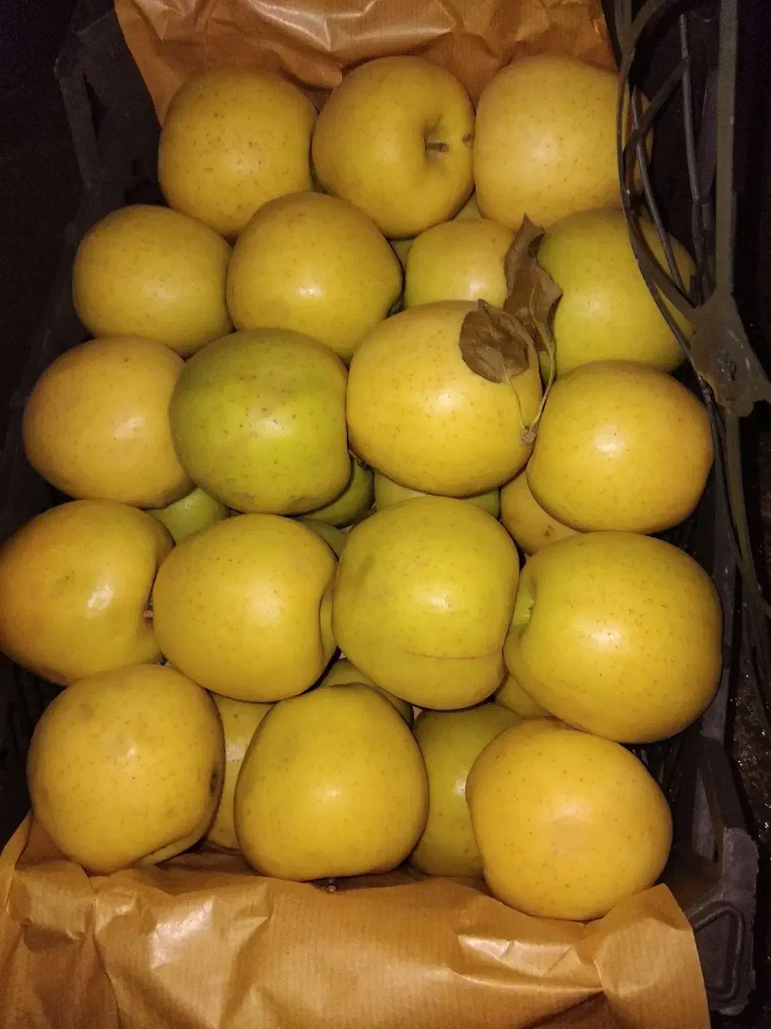 سیب سفید|خوردنی و آشامیدنی|میاندوآب, |دیوار