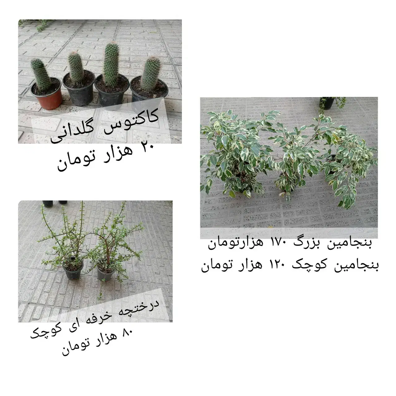 گلهای طبیعی|گل و گیاه طبیعی|بابل, |دیوار