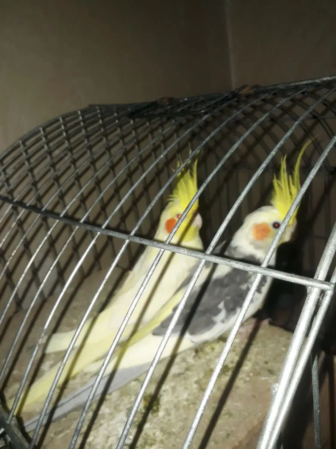 عروس هلندی نر|پرنده|ری, فیروزآبادی|دیوار