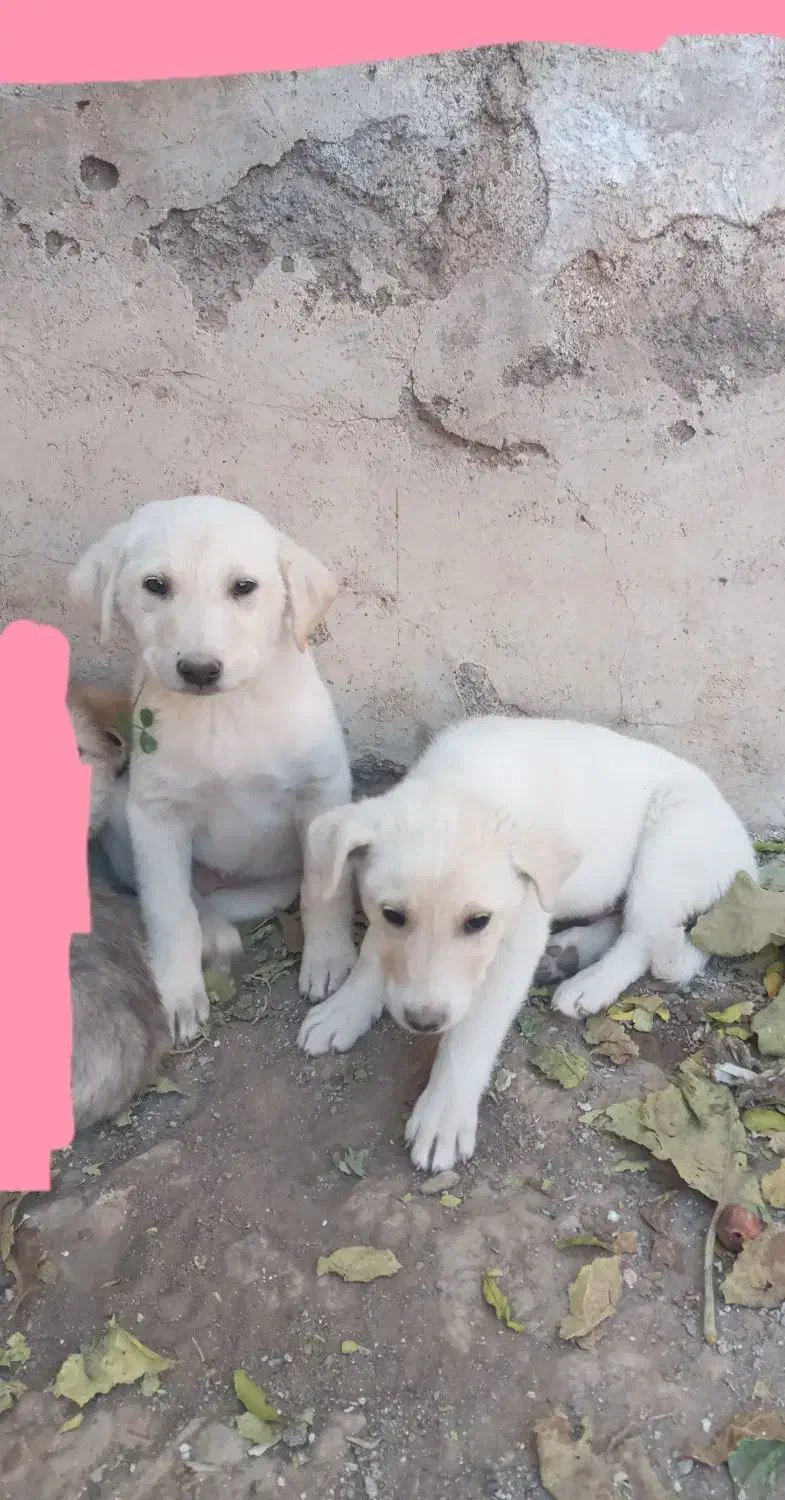 واگذاری  توله  نر|سگ|سبزوار, قصبه غربی|دیوار