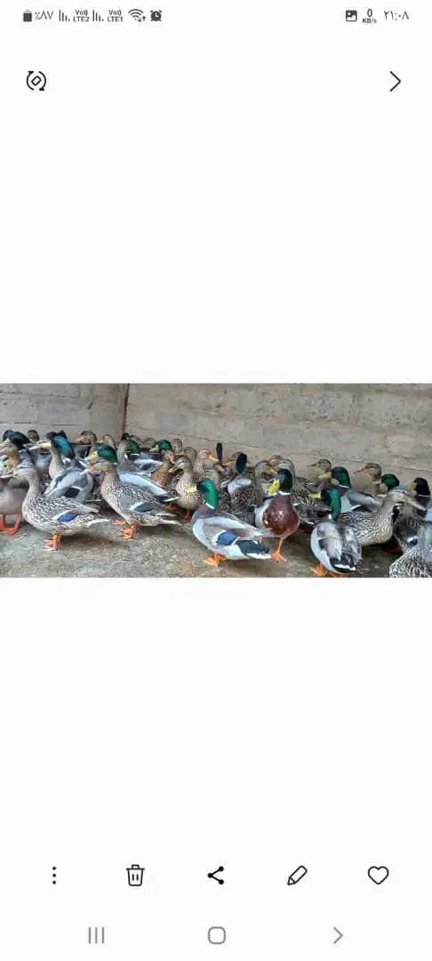 اردک سرسبز اخظیری مرغ غاز|حیوانات مزرعه|حمیدیه, |دیوار