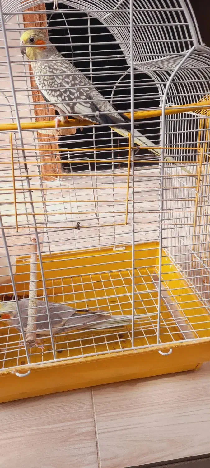 طوطی عروس|پرنده|شفت, |دیوار