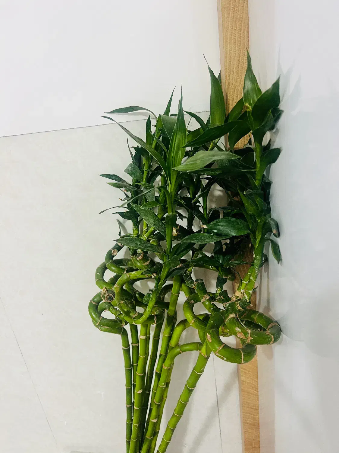 بامبو|گل و گیاه طبیعی|بندر دیر, |دیوار