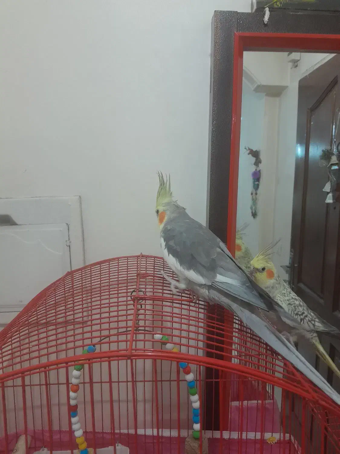 پرنده نرو وماده|پرنده|پرند, فاز ۲|دیوار