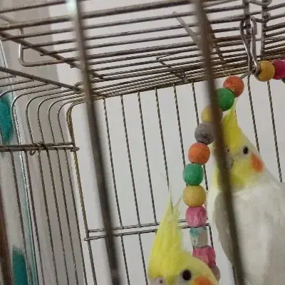 فروش جفت عروس هلندی مولد کارداده|پرنده|نقده, |دیوار