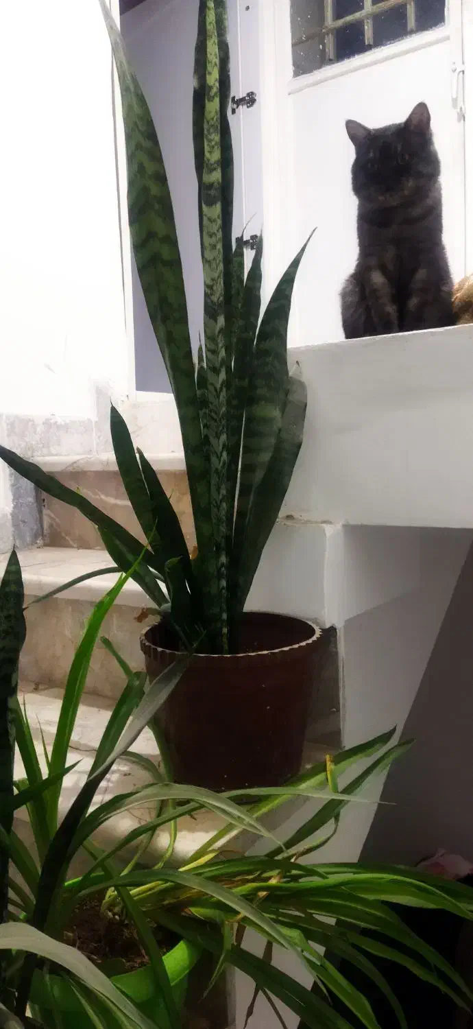 اسکاتیش بلوو|گربه|نیشابور, هفده شهریور|دیوار