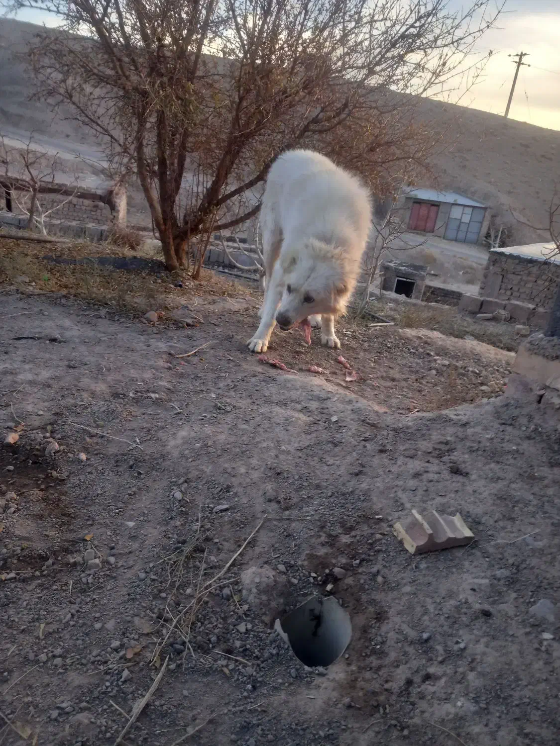 سگ فروشی|سگ|قائن, |دیوار