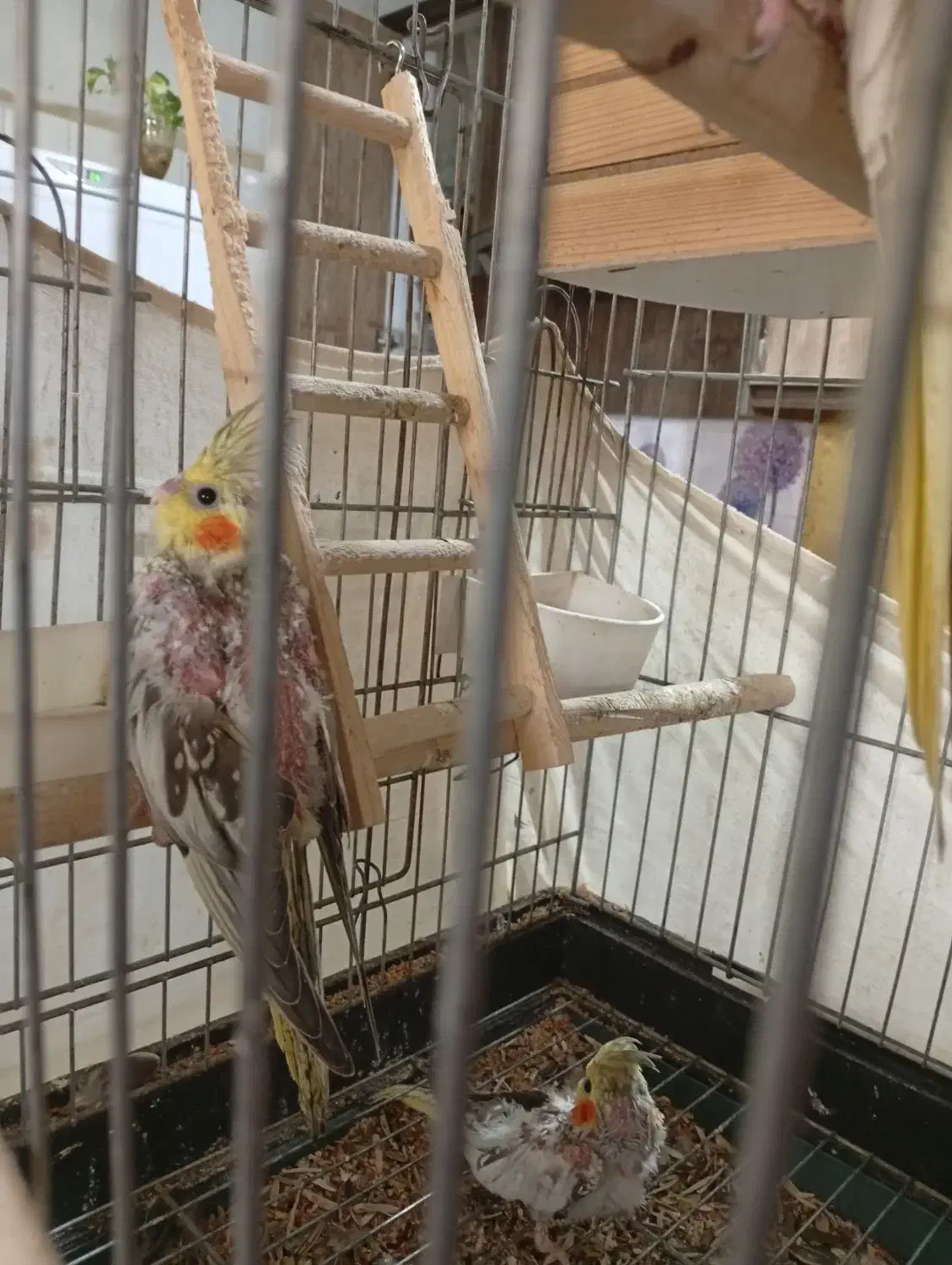 عروس هلندی|پرنده|شاهدشهر, |دیوار