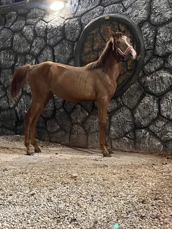 سه راس مادیان و کره مادیان درجه یک|اسب و تجهیزات اسبسواری|برخوار, |دیوار