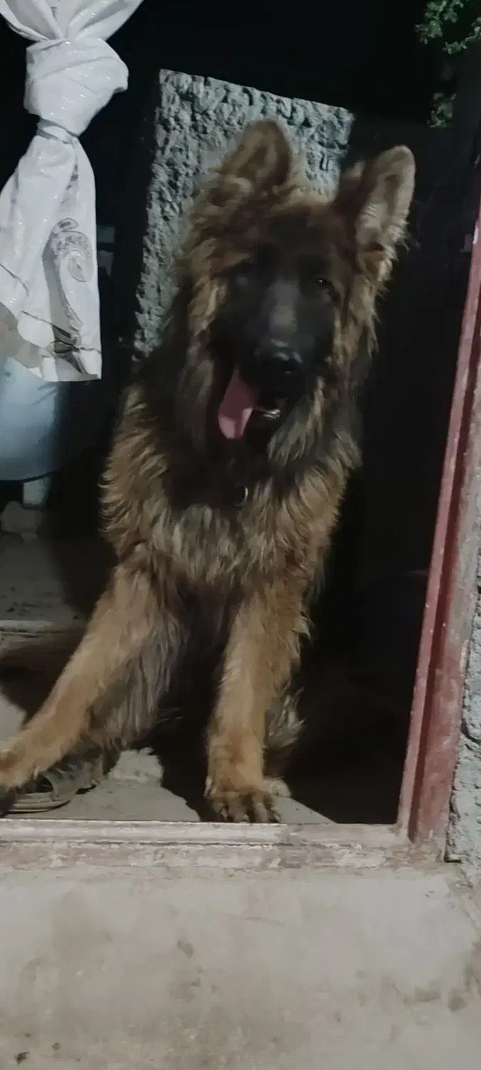 ژرن موبلند|سگ|ماهان, |دیوار